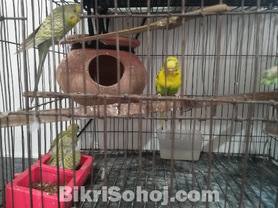 বাজরিগর পাখি (খাঁচা ও বাচ্চাসহ ফুলসেট) বিক্রয় হবে